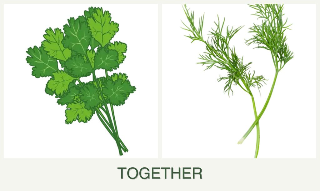 Can you plant cilantro and dill together?