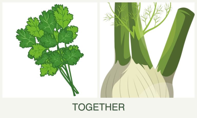 Can you plant cilantro and fennel together?