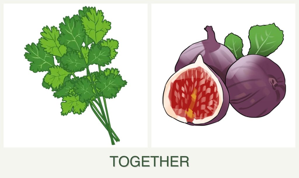 Can you plant cilantro and figs together?