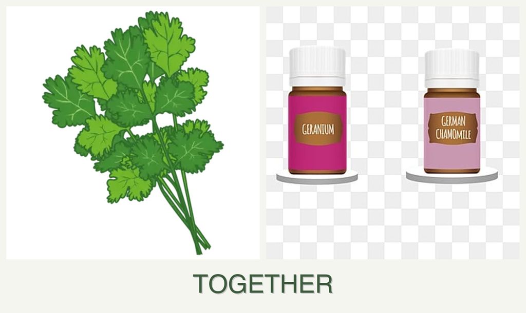 Can you plant cilantro and geraniums together?
