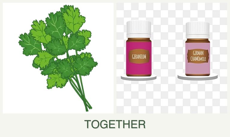 Can you plant cilantro and geraniums together?