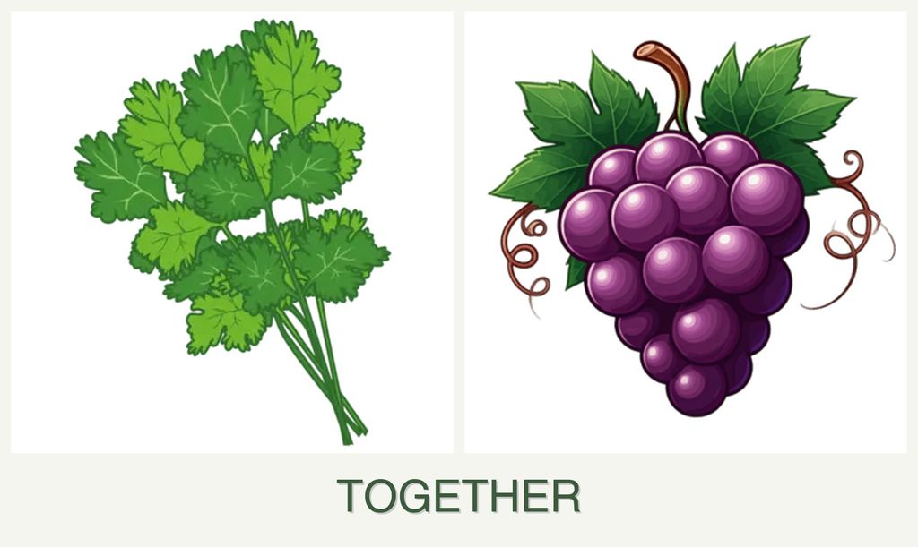 Can you plant cilantro and grapes together?