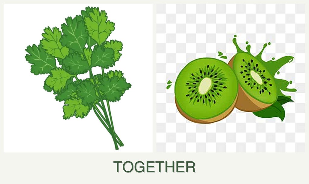 Can you plant cilantro and kiwi together?