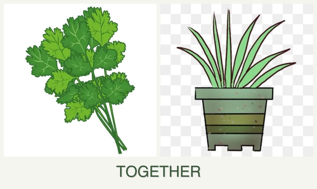Can you plant cilantro and lemongrass together?