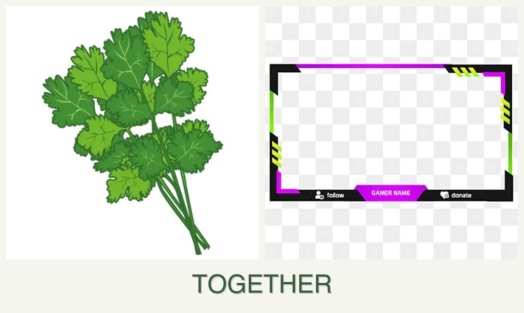Can you plant cilantro and limes together?
