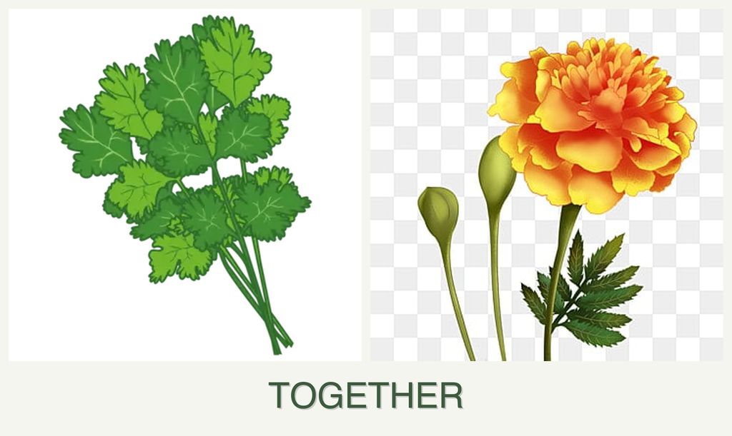 Can you plant cilantro and marigolds together?