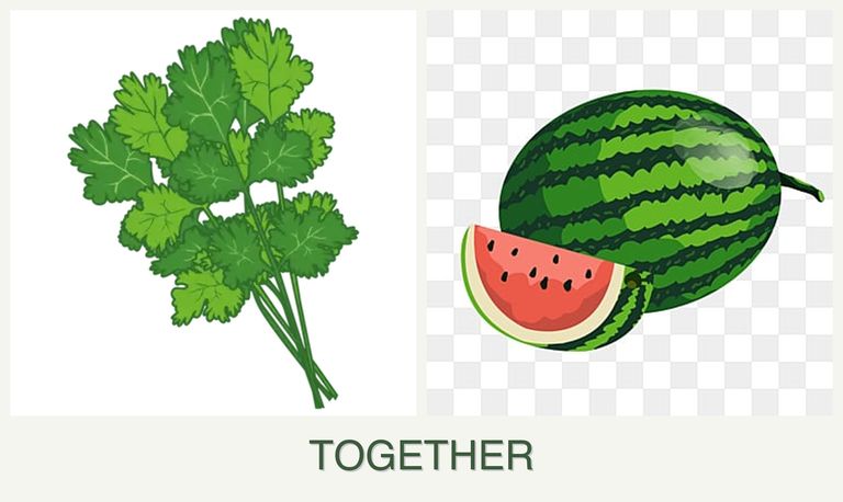 Can you plant cilantro and melons together?