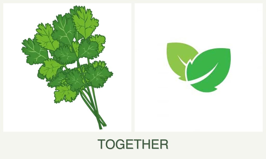 Can you plant cilantro and mint together?