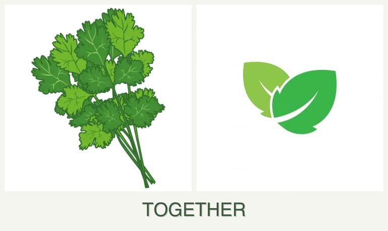 Can you plant cilantro and mint together?