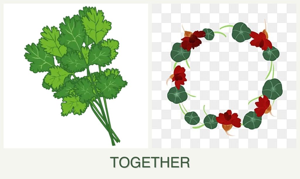 Can you plant cilantro and nasturtiums together?
