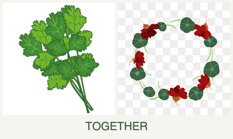 Can you plant cilantro and nasturtiums together?