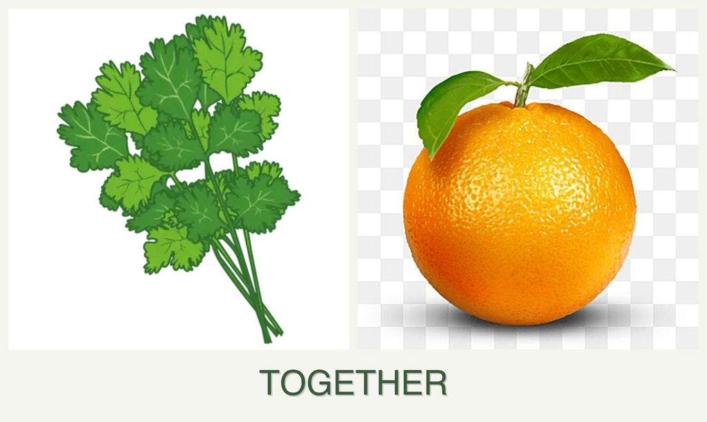Can you plant cilantro and oranges together?