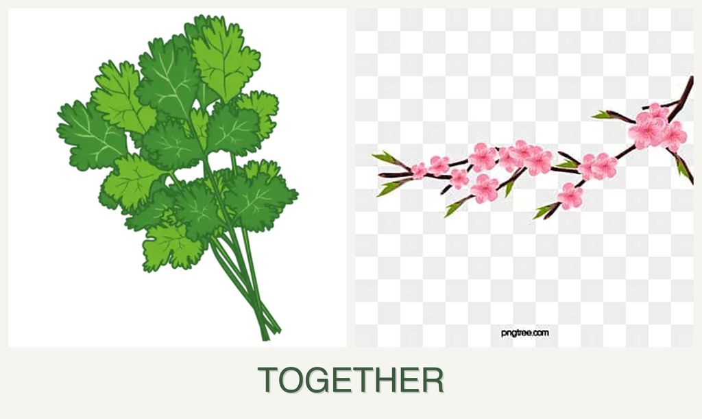 Can you plant cilantro and peaches together?