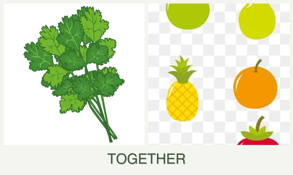 Can you plant cilantro and pears together?