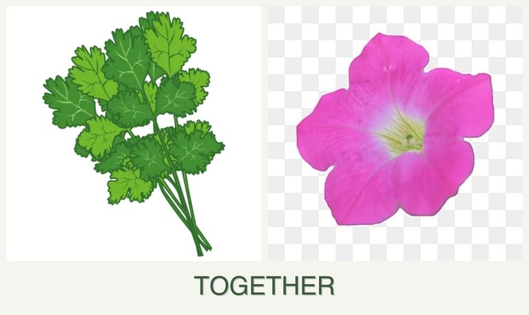 Can you plant cilantro and petunias together?