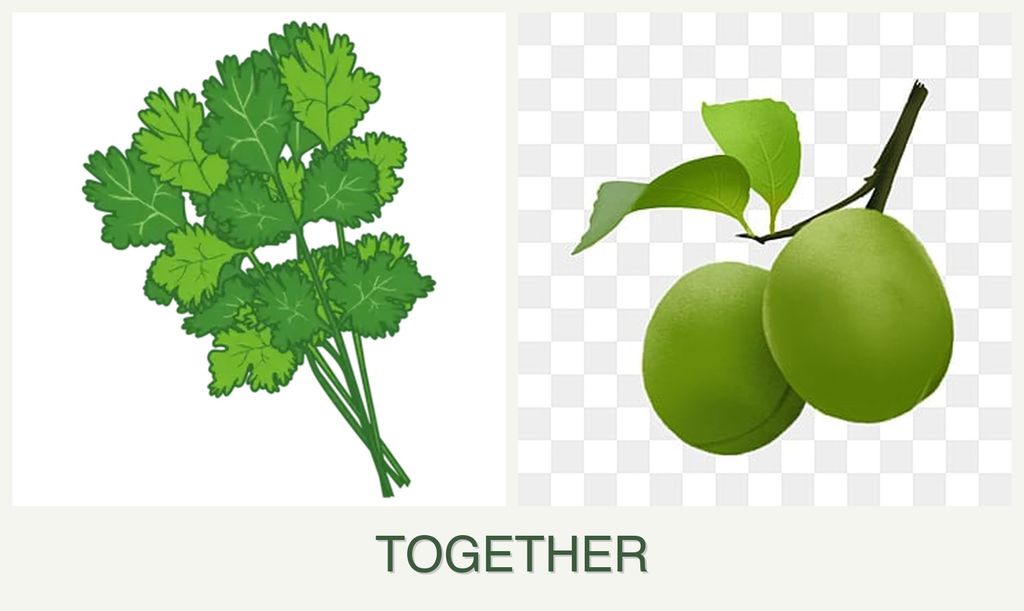 Can you plant cilantro and plums together?