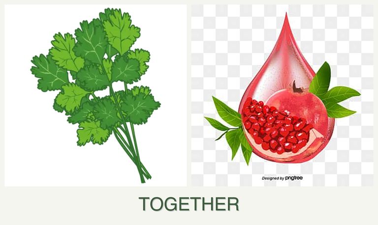 Can you plant cilantro and pomegranates together?