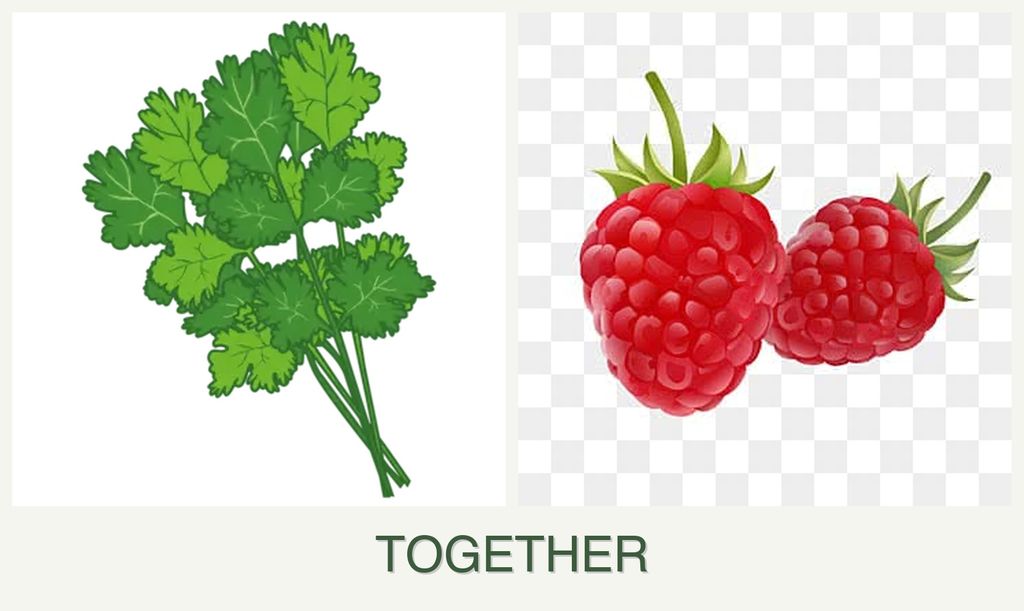 Can you plant cilantro and raspberries together?