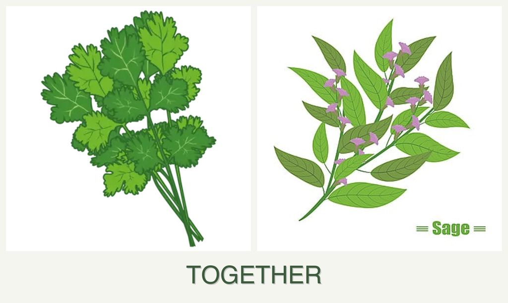 Can you plant cilantro and sage together?