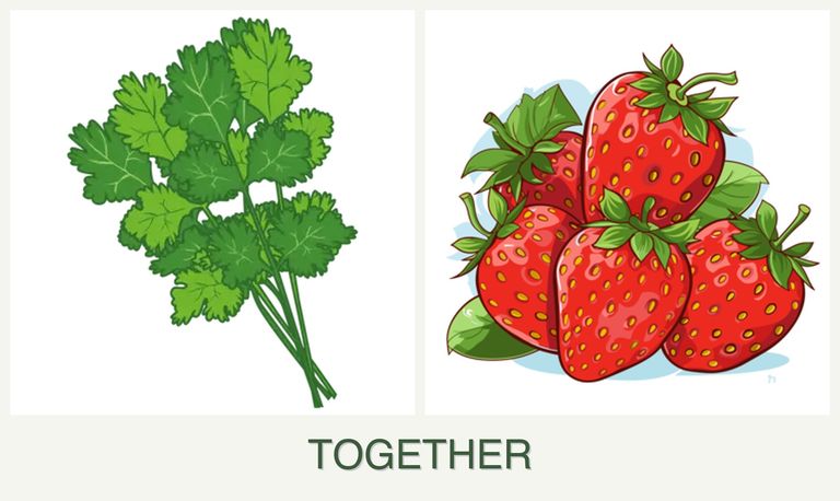 Can you plant cilantro and strawberries together?