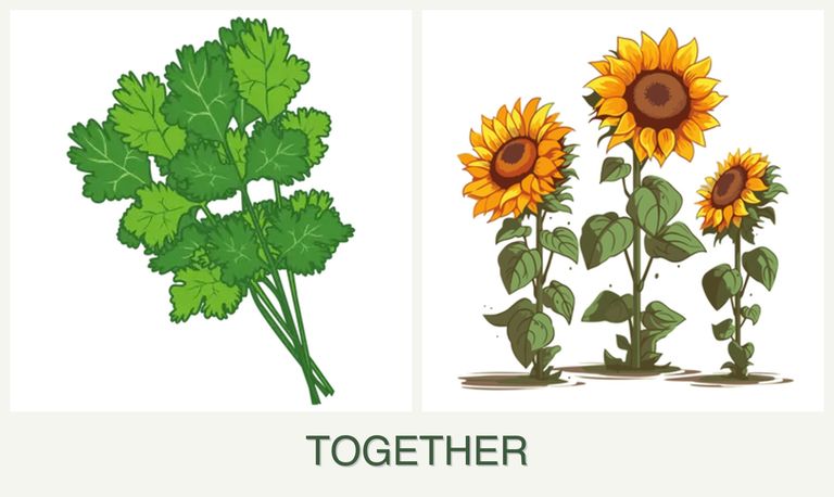 Can you plant cilantro and sunflowers together?
