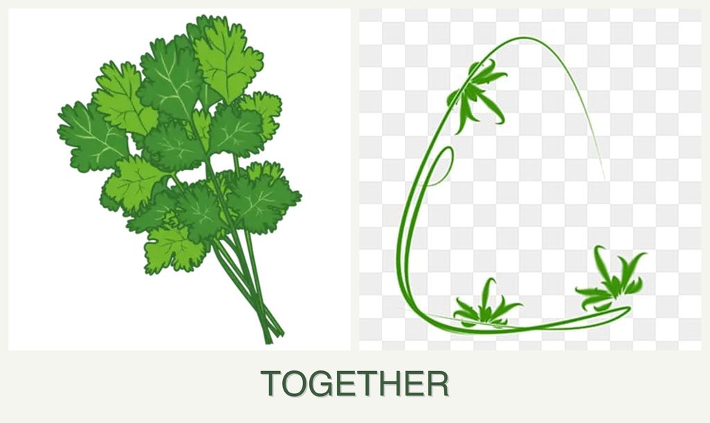 Can you plant cilantro and tarragon together?