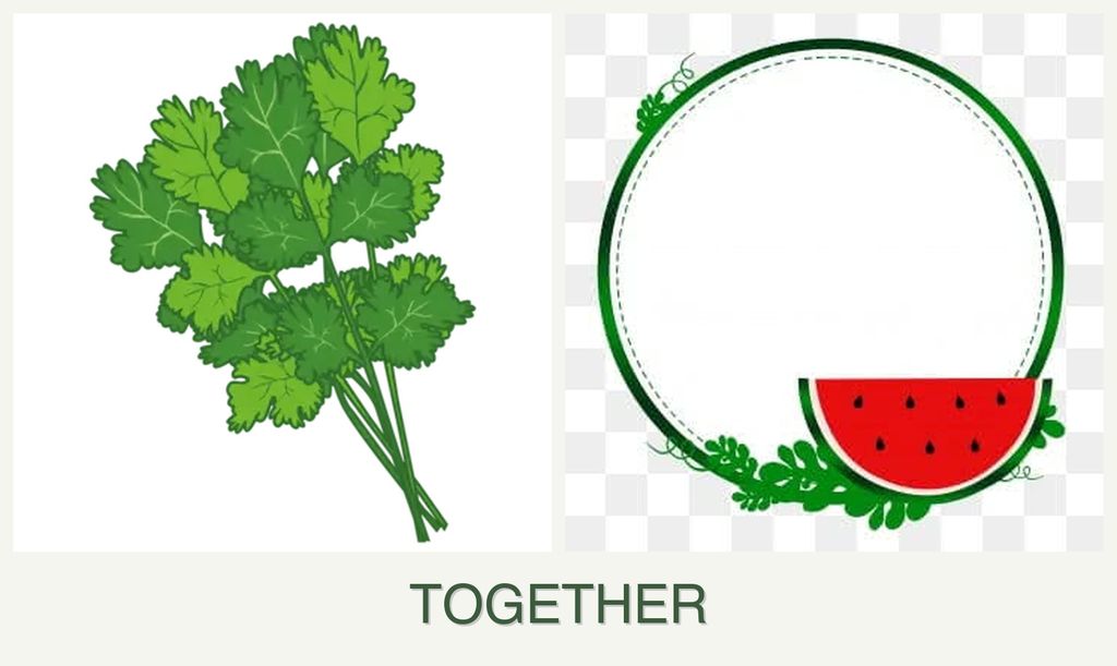 Can you plant cilantro and watermelons together?