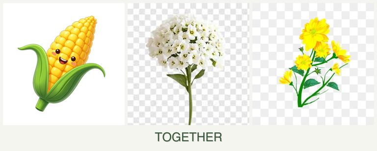 Can you plant corn, alyssum and calendula together?