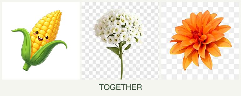 Can you plant corn, alyssum and dahlias together?