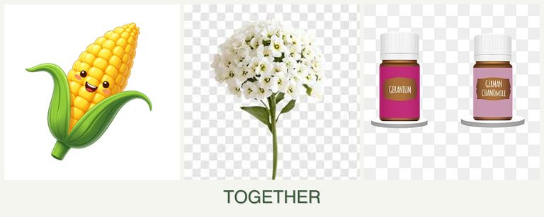 Can you plant corn, alyssum and geraniums together?