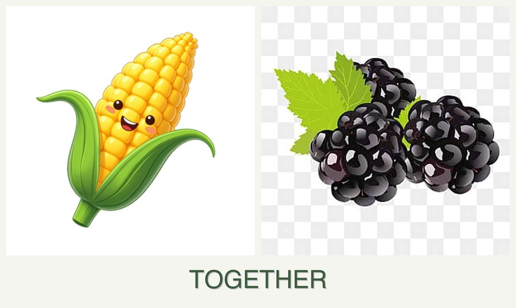 Can you plant corn and blackberries together?