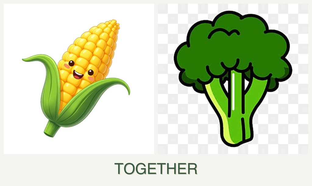 Can you plant corn and broccoli together?