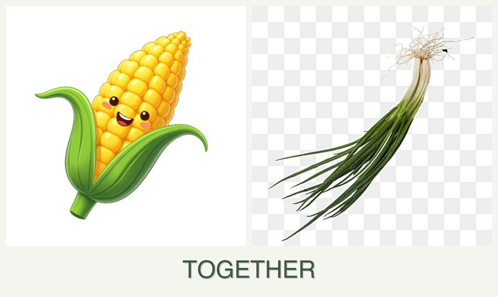 Can you plant corn and chives together?