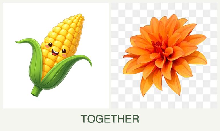 Can you plant corn and dahlias together?