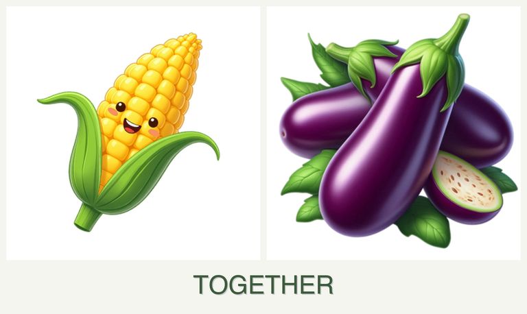 Can you plant corn and eggplant together?