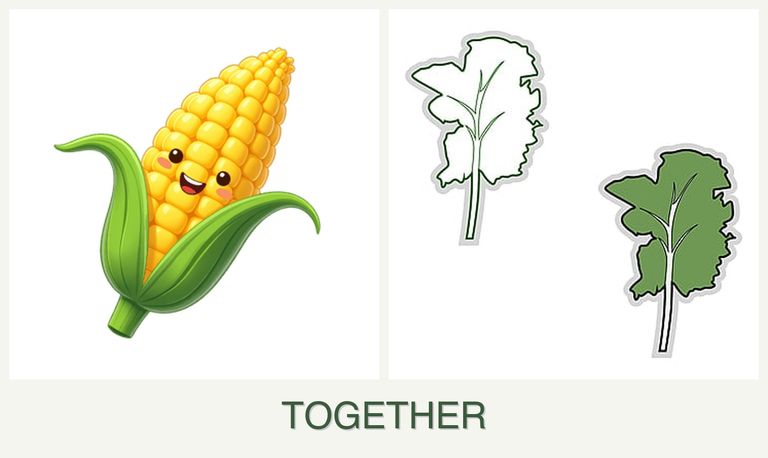 Can you plant corn and kale together?