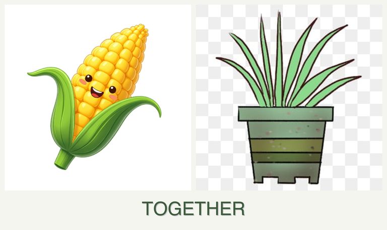 Can you plant corn and lemongrass together?