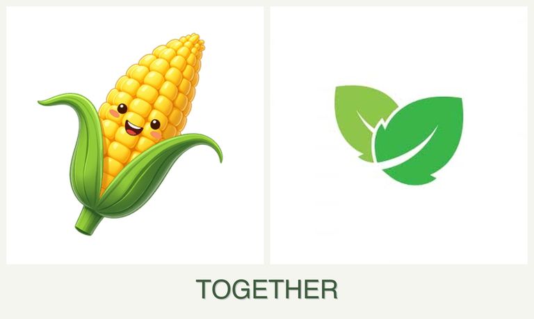 Can you plant corn and mint together?