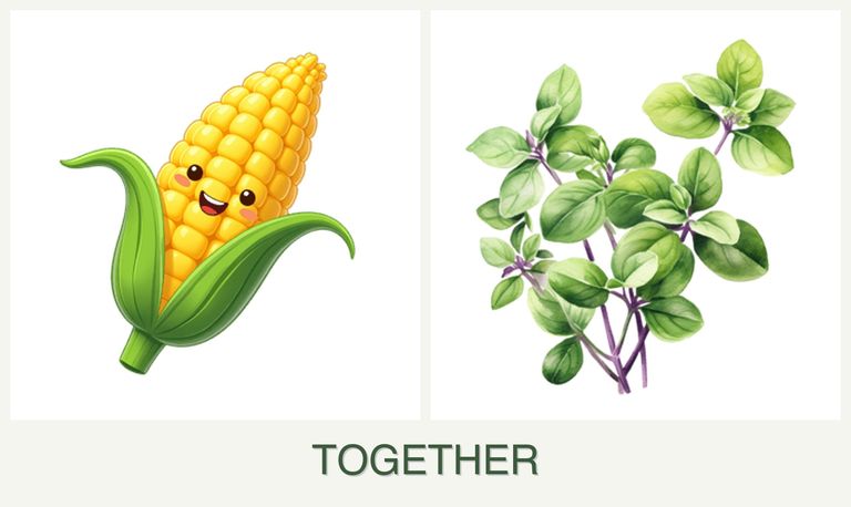 Can you plant corn and oregano together?