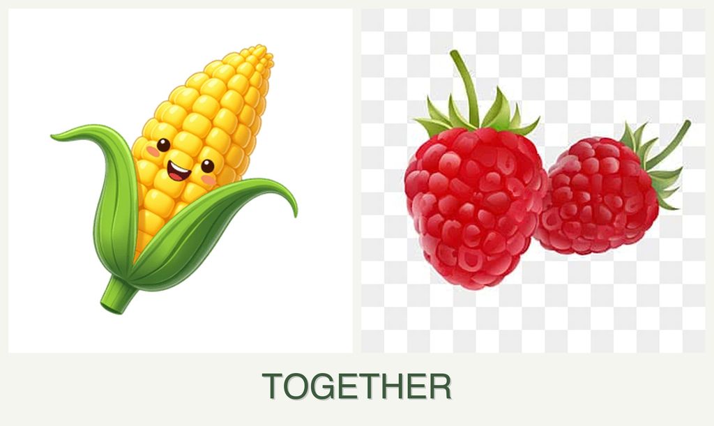 Can you plant corn and raspberries together?