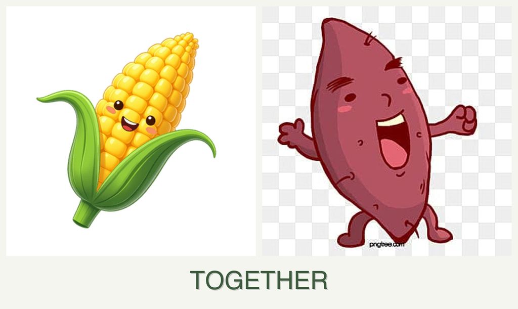 Can you plant corn and sweet potatoes together?