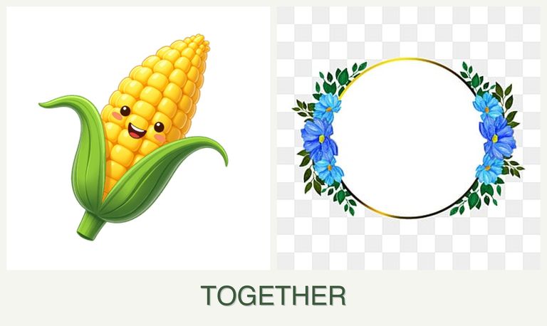 Can you plant corn and zinnias together?