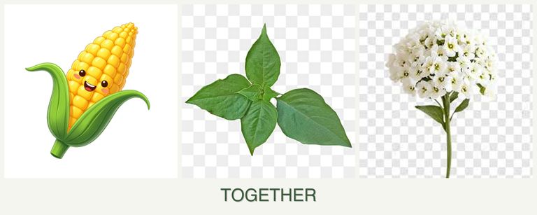 Can you plant corn, basil and alyssum together?