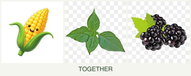 Can you plant corn, basil and blackberries together?