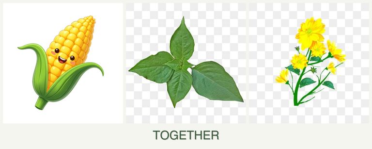 Can you plant corn, basil and calendula together?
