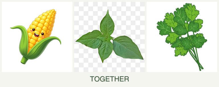Can you plant corn, basil and cilantro together?