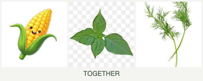 Can you plant corn, basil and dill together?