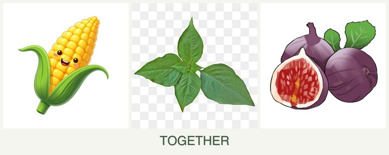 Can you plant corn, basil and figs together?