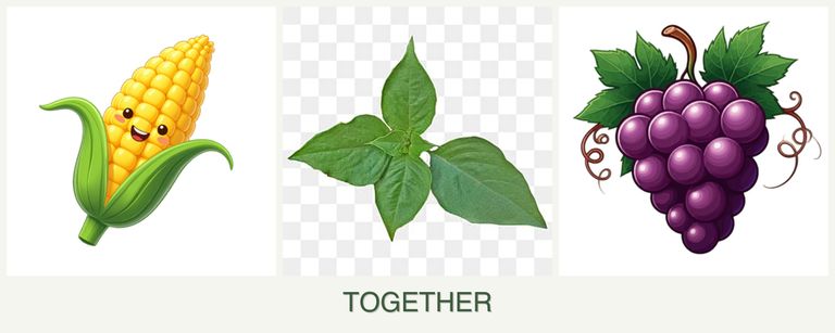Can you plant corn, basil and grapes together?