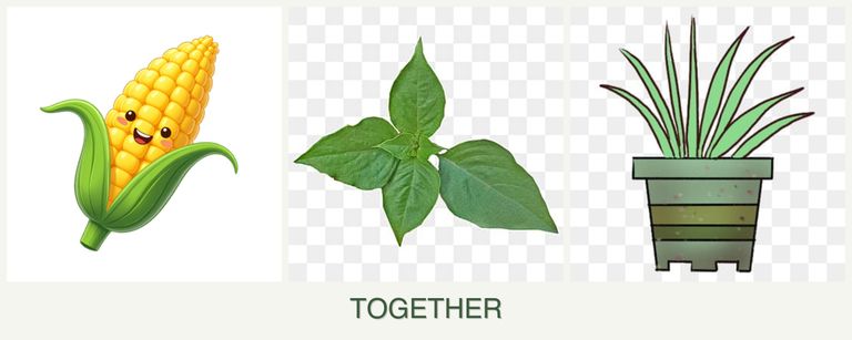 Can you plant corn, basil and lemongrass together?